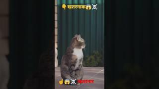 funny Animals 2023 || funny Animals 2023 Sm guru #shorts #shortsfeed