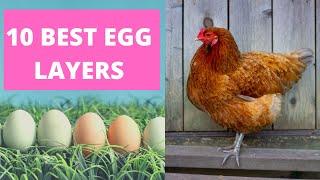 BEST CHICKENS FOR LAYING EGGS.