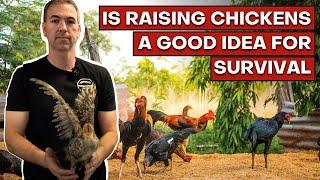 Could Raising Chickens Help You Survive A Food Crisis?