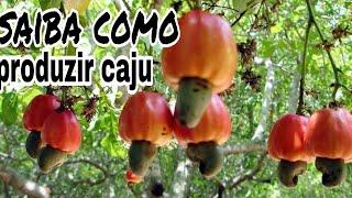 Como produzir caju (adubação,podas,dicas na produção de caju)