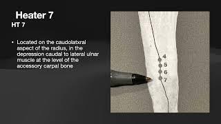 Equine Anhidrosis Acupuncture Protocol