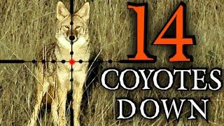 Epic Coyote Hunting In 4k | 10 Stands, 14 Coyotes Down | New 2024