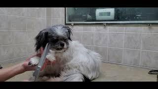 How to groom a dog with very dirty ears, full grooming transformation, Q-tips, ear solution