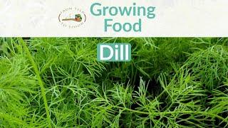 To grow dill at home #dill #seeds