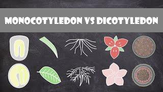 Differences between Monocots and Dicots | Plant Biology