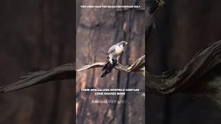 Peregrine Falcon: The Fastest Predator #amazinganimals #facts #shorts #viralshorts