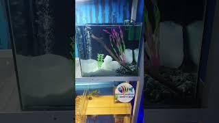 Aquarium, fontaine d'eau disponible à #KEVINSHOP229 AQUARIUM BON PRIX ️ #cotonou #benin #aquarium