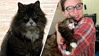 'Scary looking' street cat turned out to be lovebug