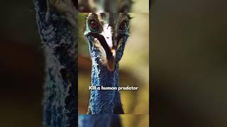 Cassowary Attacks Everything Which Moves