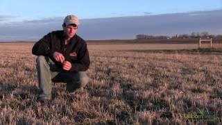 Inner-seeding Winter-Killed, Old Stands of Alfalfa