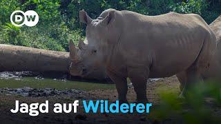 Indonesien jagt brutale Nashorn-Mörder | DW Nachrichten