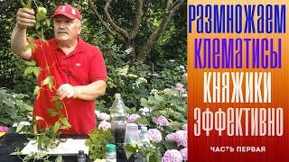 Размножаем клематис эффективно! Часть первая.