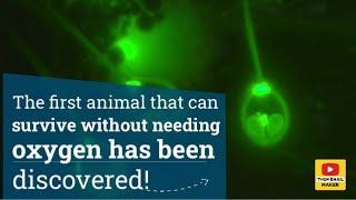 The first animal that can survive without needing oxygen has been discovered!