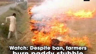 Watch: Despite ban, farmers burn paddy stubble - ANI News