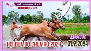 Chú Út Mới dầm mưa tập bò cùng đôi bò đắt giá nhất Hội đua bò chùa Rô 2024- Thất sơn vạn điều hay