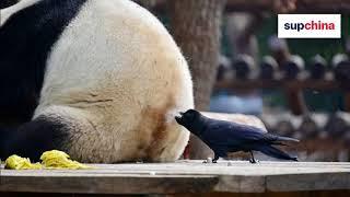 A brave crow steals panda fur for a nest