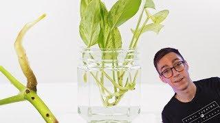 How To Propagate Pothos Cuttings ( 2 BEST Methods)