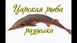 Царская рыба\Разделка