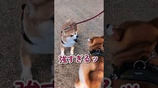 寒すぎた散歩 #柴犬スティーブ #アテレコ