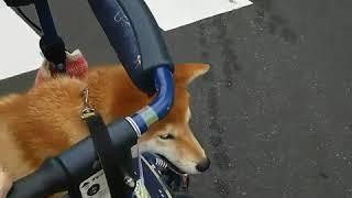 柴犬はなさく　さく、 ばぁばのカートに乗って散歩