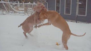 Rescued Pit Bulls First Snow Day High Energy Wrestling 