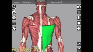 3D Anatomy app with Muscle Actions