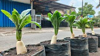 cara menanam lobak dari benih sampai panen || How to grow white turnips from seed to harvest