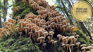 Woodland Mushrooms in Autumn