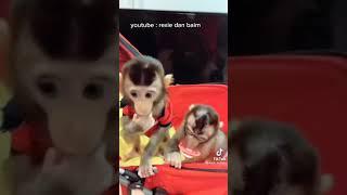 Nakal banget Baim sampe nyolong makanan kucing | Tiktok Rexie dan Baim #Short