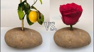 Growing Roses and Lemon Trees Plants In Potatoes