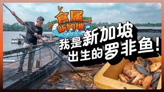 8视界娱乐生活志｜【食属新加坡】我是新加坡出生的罗非鱼！