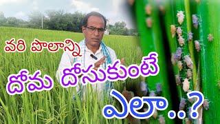 వరి పొలాన్ని దోమ దోసుకుంటే ఎలా..?|paddy saficient medicine in sudidhoma|by karshaka nestham