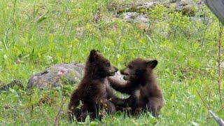 Nature: Bear cubs
