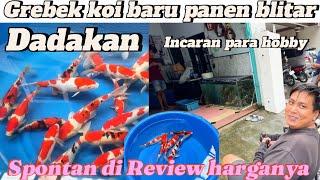 Masih utuh ni ‼️grebek koi baru panen di dekat blitar park‼️langsung review harga koi nya