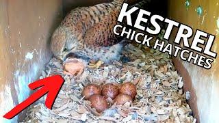 Kestrel Chick Takes a Dramatic Tumble When Hatching
