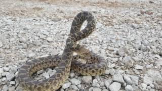 Perfect Rattlesnake Mimic!