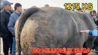 80 MILLIONLIK GIGANT BUQA SOTILDI