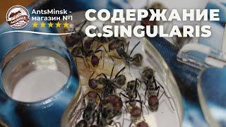 СОДЕРЖАНИЕ Camponotus singularis