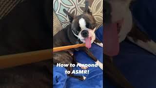 SCRATCHING My Dog's Back ~ Back Scratcher ASMR ~ SOUND UP 100%!