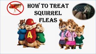 Episode 03 How to treat Squirrel fleas.