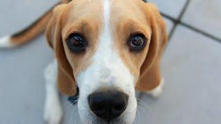 The 24 Best Dog Names for Beagles 