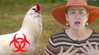 3 Chicken Viruses To Avoid: Why marek's disease in chickens is so dangerous!