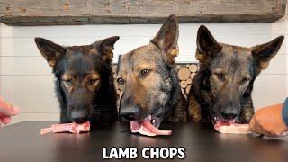 My 3 German Shepherds Review Foods