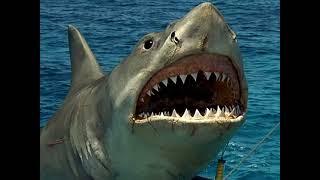 Shark (Jaws The Revenge) Sounds