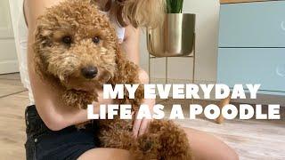 Realistic everyday life with a dog | Poodle Lotti