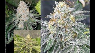 THE BEST MEDICAL CANNABIS GENETICS NOW AVAILABLE IN USA