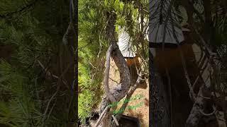 I found two very old black pines to turn into large bonsai trees! #bonsai #bonsaitree