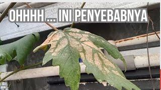 DAUN ANGGUR GOSONG KENALI PENYEBABNYA