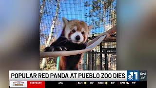 WATCH: Popular red panda at Pueblo Zoo dies