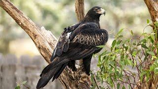 'Meat-mincers': Tasmanian wind farm with 'bird avoidance tech' kills endangered birds